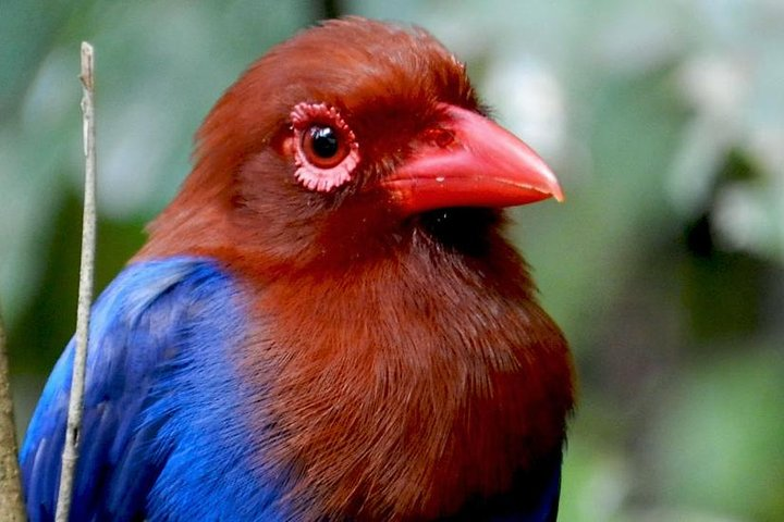 Sinharaja Rain Forest 2 Day Birding Excursion - Photo 1 of 6